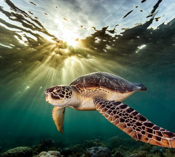 Rare green sea turtle (Chelonia Mydas), swimming in open ocean, Moalboal, Cebu, Philippines