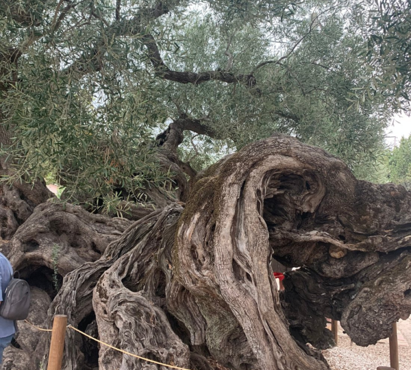 Old Olive Tree